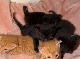5x male kittens