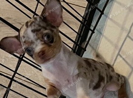 Apple head chihuahuas