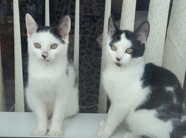2 kittens