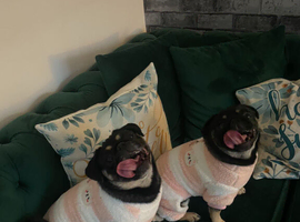 2 female k/C pugs