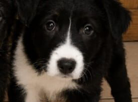Beautiful puppies!