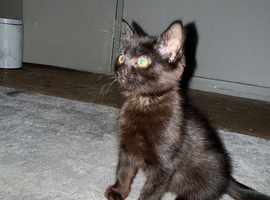 My  beautiful kitten for sale