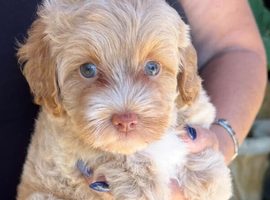 TINY TOY MALTIPOO&rsquo;S  Health tested parents