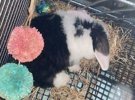 Female rabbit