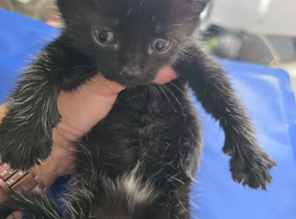 Beautiful kittens