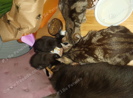 Kitten's for sale