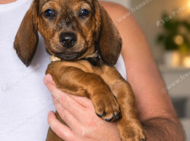 (1 GIRL LEFT ) 4 beautiful dachshund puppies LEFT for sale