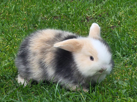 Pedigree mini lops