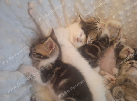 Beautiful turkish angora kittens looking for forever homes