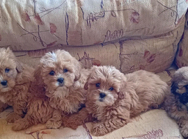 Shih Tzu puppies