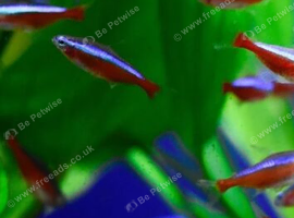 AQUARIUM SPECIALIST