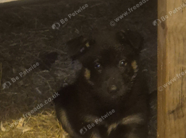 Malinois x gsd husky