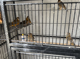 Two young canaries white tail