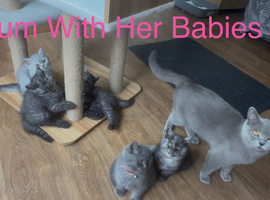 British Shorthair Kittens