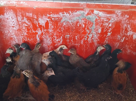 Poultry and ducks