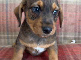 Ready to go Schnoxie pups ,
