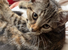 Lovely female kitten