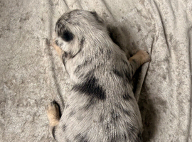 Chihuahua puppies Merle female and Merle male