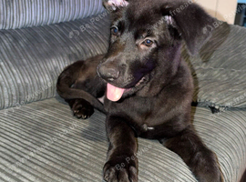 Male German shepherd