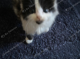 3 flurry kittens