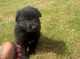 German shepherd puppies