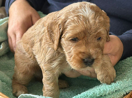 Cockapoo puppies
