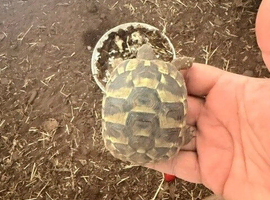 Hermann tortoises born 10/8/25