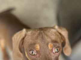 Little boy