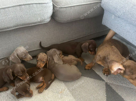 STUNNING MINIATURE DACHSHUND PUPPIES FOR SALE