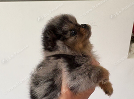 Blue Merle Pomerianian Tiny Toy Breed