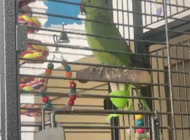 Beautiful Male Indian Ringneck Parrot with large cage