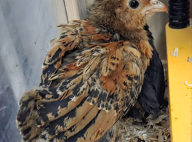 Millefleur Belgium Barbu D'uccle chicks
