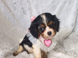 Beautiful cavalier king charles puppies