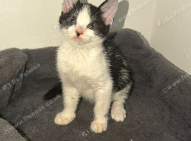 Female Kitten