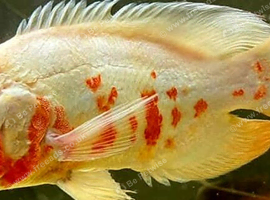 LOOKING FOR OSCAR FISH