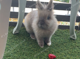 Lion head bunny