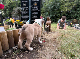 Olde English bulldogge