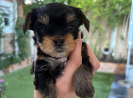Beautiful litter of yorkshire terrier puppies