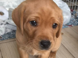 3x gorgeous Labrador pups