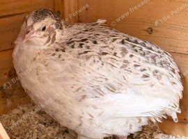 6/7 week male coturnix quail