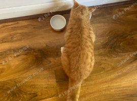 He is a 6 month old orange cat born 29 april