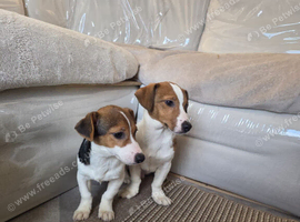 Jack Russell pups