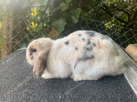 Stunning example of a mini lop doe