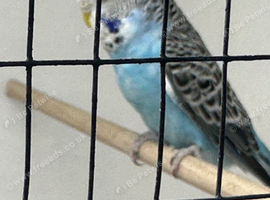 young budgie