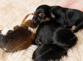 ️Beautiful Jack Russell puppies️