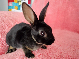 Baby mini rex for sale