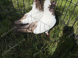 Pair of fancy English Nun pigeons