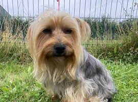 Yorkshire Terrier at Stud