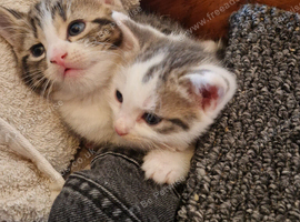 2 beautiful kittens for sale