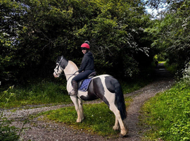 Registered part bred Welsh D x Cob